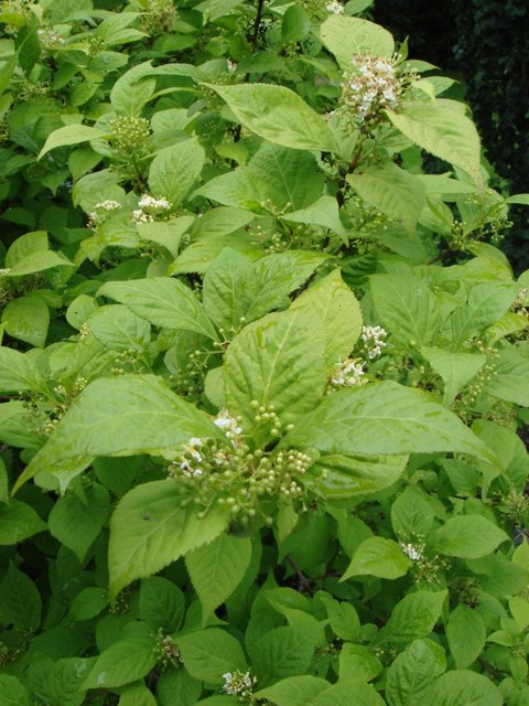 Callicarpa japonica  'Leucocarpa' P17